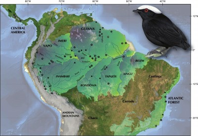 Newswise: There May Be More Bird Species in The Tropics Than We Know
