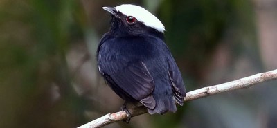 Newswise: There May Be More Bird Species in The Tropics Than We Know