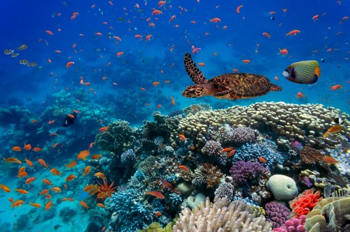 Newswise: Ocean Warming Threatens Richest Marine Biodiversity