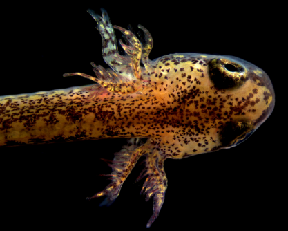 Newswise: Lungless Salamanders Develop Lungs as Embryos Despite Lung Loss in Adults for Millions of Years
