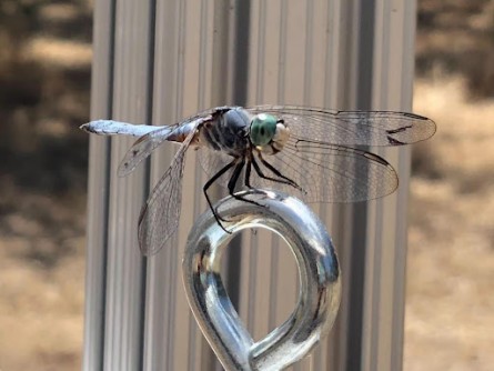 Newswise: Scientists Study How Dragonflies Catch Prey in Midair