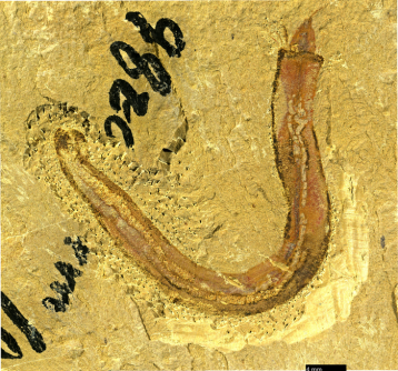 Newswise: Ancient fossils shed new light on evolution of sea worm