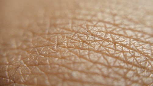 Newswise: Why does skin get ’leathery’ after too much sun? Bioengineers examine cellular breakdown