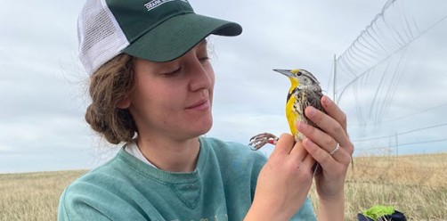 Newswise: Alumna Receives NSF Graduate Fellowship for Avian Conservation Research