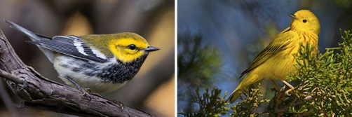 Newswise: Birders & AI Push Bird Conservation to the Next Level