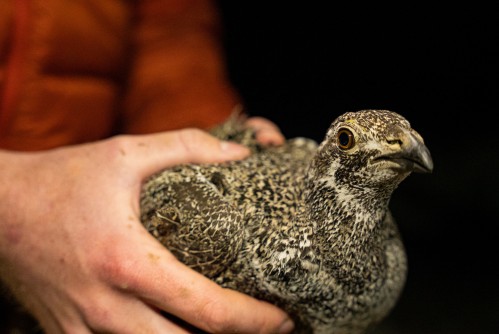 Newswise: U of I Study Finds Moderate Cattle Grazing Has No Effect on Sage Grouse Nest Success