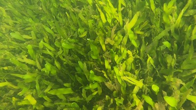 Newswise: Green Macroalga Caulerpa Has Replaced Seagrass in Florida’s Indian River Lagoon  