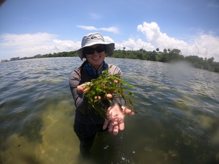 Newswise: Green Macroalga Caulerpa Has Replaced Seagrass in Florida’s Indian River Lagoon  