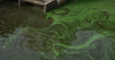 Newswise: Toxic Algae Blooms: Study Assesses Potential Health Hazards to Humans