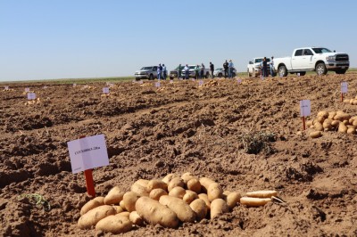 Newswise: Texas A&M Potato Breeding Program highlights market, varietal expansions