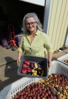 Newswise: Texas A&M Potato Breeding Program highlights market, varietal expansions