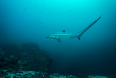 Newswise: Study Uncovers Mechanics of Machete-Like ‘Tail-Whipping’ in Thresher Sharks 

