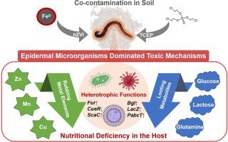 Newswise: New Study Reveals the Impact of Skin Microorganisms on Earthworm Toxicity in Polluted Environments