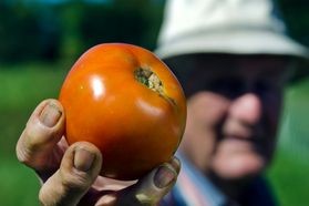 Newswise: Professor emeritus and creator of ‘people’s tomato’ unveils final variety