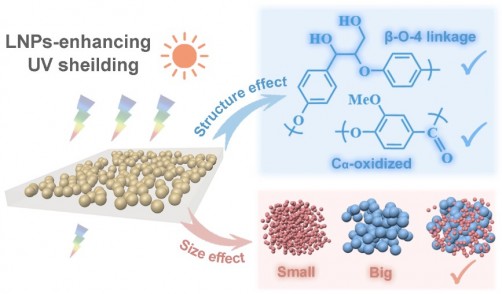 Newswise: Harnessing Nature's Shield: Enhancing Sun Protection with Lignin Nanoparticles in Cosmetics