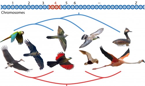 Newswise: Computational tools fuel reconstruction of new and improved bird family tree