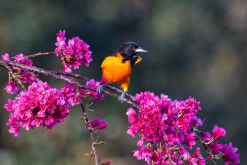 Newswise: Save Spring Migrating Birds
