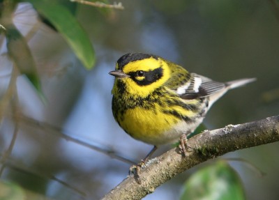 Newswise: Save Spring Migrating Birds