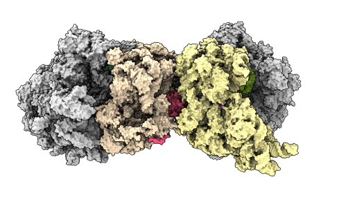 Newswise: When Ribosomes Collide: How Bacteria Clean Up After Molecular Crashes