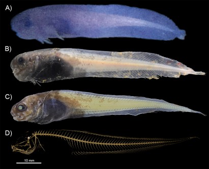 Newswise: A Small Trench-Dwelling Fish Makes a Splash in Deep-Sea Evolution