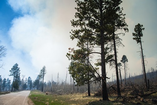 Newswise: Understanding plants can boost wildland-fire modeling in uncertain future