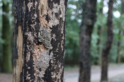 Newswise: The “Sooty Bark Disease”, harmful for maples and humans, can be monitored by pollen sampling stations