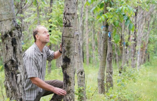 Newswise: Biotechnology offers holistic approach to restoration of at-risk forest tree species