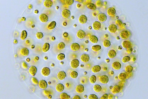 Newswise: Discovery of New Gene Unveils Sex Determination in Green Algae