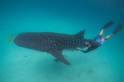 Newswise: Whale shark health relies on habitat, diet – and the right mix of microbes