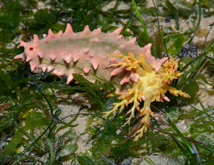 Newswise: Scientists have described molecular composition of connective tissue of echinoderms.