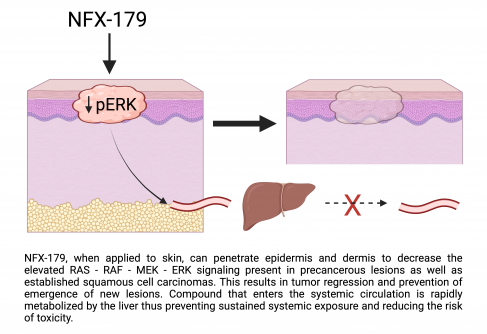 Newswise: Novel Drug, NFX-179, Inhibits MEK Activity, Prevents Cutaneous Squamous Cell Carcinoma Development
