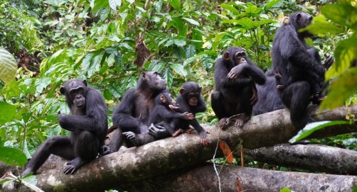 Newswise: Chimpanzees use hilltops to conduct reconnaissance on rival groups - study
