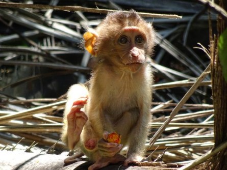 Newswise: Use of habitat for agricultural purposes puts primate infants at risk
