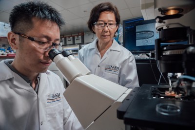 Newswise: NUS Mechanobiology Institute receives S$49m boost to develop biomedical innovations for age-related conditions such as infertility, muscle loss and cancer 