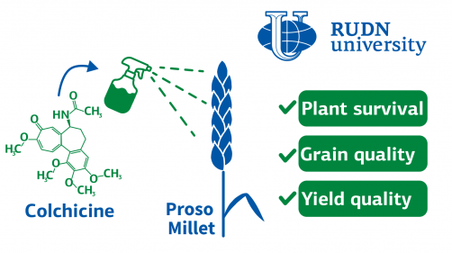 Newswise: RUDN agronomists showed how to use natural “poison” to improve millet yields