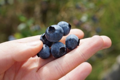 Newswise: Scientists reveal why blueberries are blue 