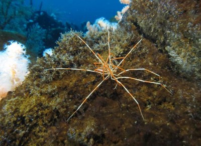 Newswise: Giant Antarctic sea spiders reproductive mystery solved by UH researchers