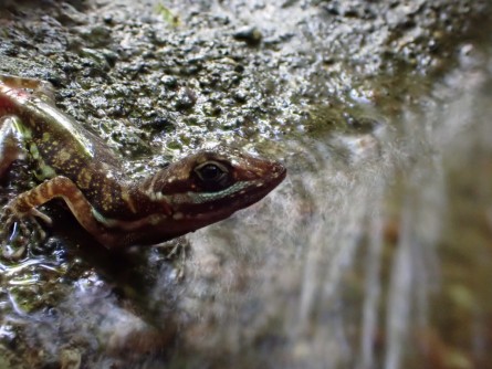 Newswise: Research explores the cooling effects of ‘scuba-diving’ in lizards