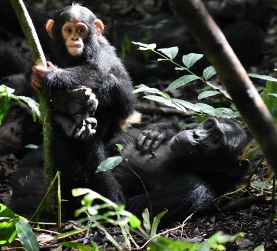 Newswise: New Study - Chimp Moms Play with Their Kids Through Good Times and Bad