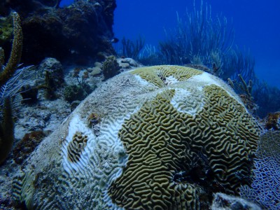 Newswise: Study: eDNA methods give a real-time look at coral reef health