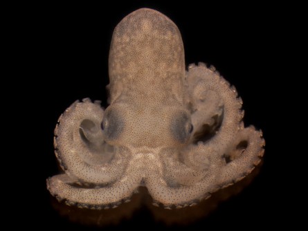 Newswise: Heat stress from ocean warming harms octopus vision