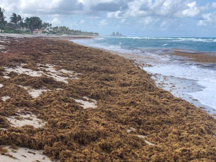 Newswise: FAU Lands $1.3 Million Grant to ‘Clean Up’ Stinky Seaweed in Florida