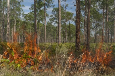 Newswise: Florida Wildlife Corridor Eases Worst Impacts of Climate Change  