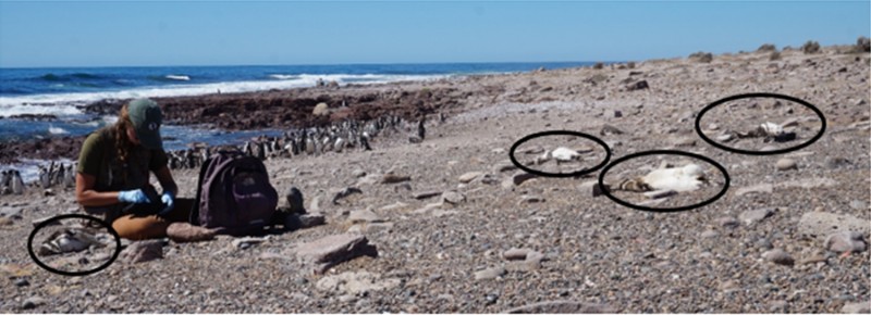 UW doctoral student Katie Holt examines adult Magellanic penguin corpses (circled) at Punta Tombo, just after a heat wave on Jan. 19, 2019, killed at least 354 penguins. Temperatures that day spiked to 111.2 F in the shade.