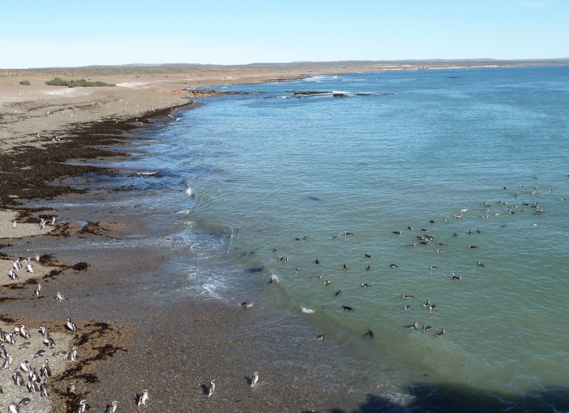 A summer scene along the coast of the Punta Tombo site in 2012.