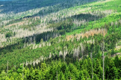Newswise: How can forests be reforested in a climate-friendly way? 