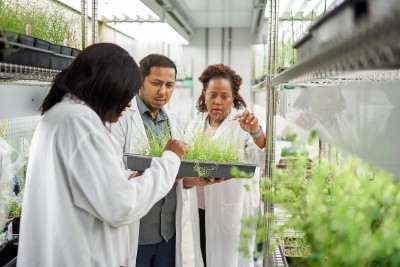 Newswise: Pioneering plant science research paves the way for deeper understanding of how the plant immune system functions
